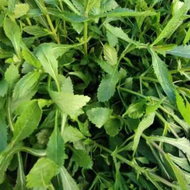 青州花卉苗木柳叶马鞭草价格 柳叶马鞭草价格优惠