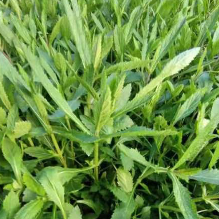 马鞭草 山东宿根草花马鞭草基地供应 绿化植被