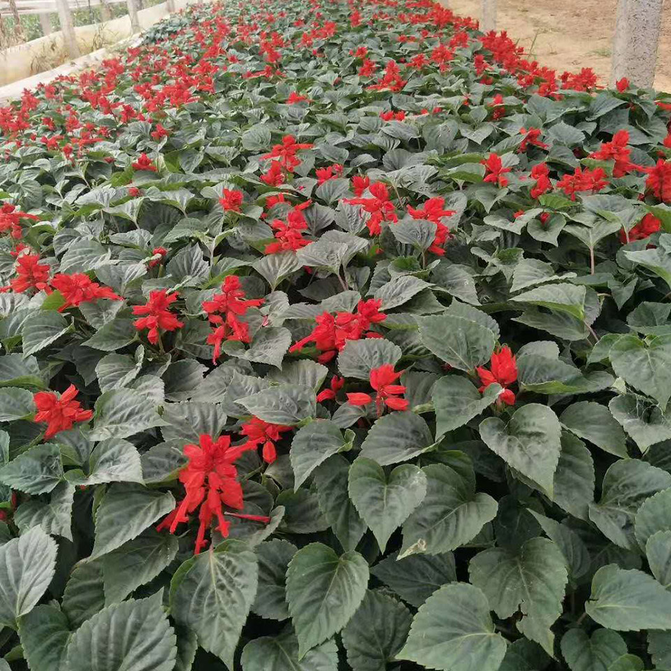园林花卉一串红批发   一串红基地  适应性好