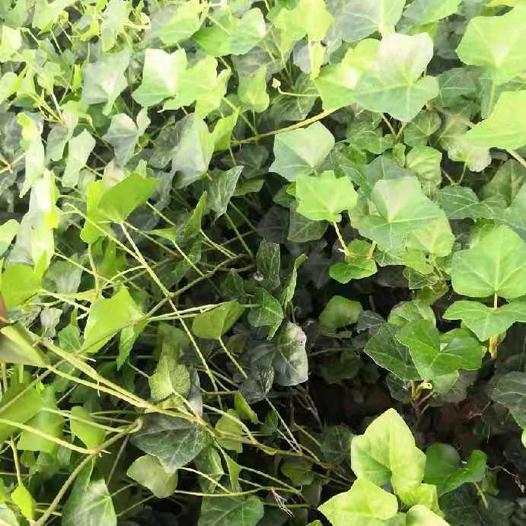 自产自销 常春藤树苗 常春藤种植基地