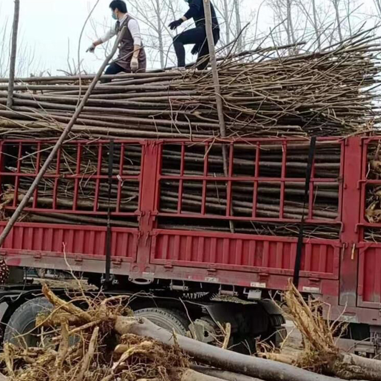 畅春苗木秋季4公分裸根截杆楸树 3-5公分秋季大量供应  成活率高 抗寒抗旱 