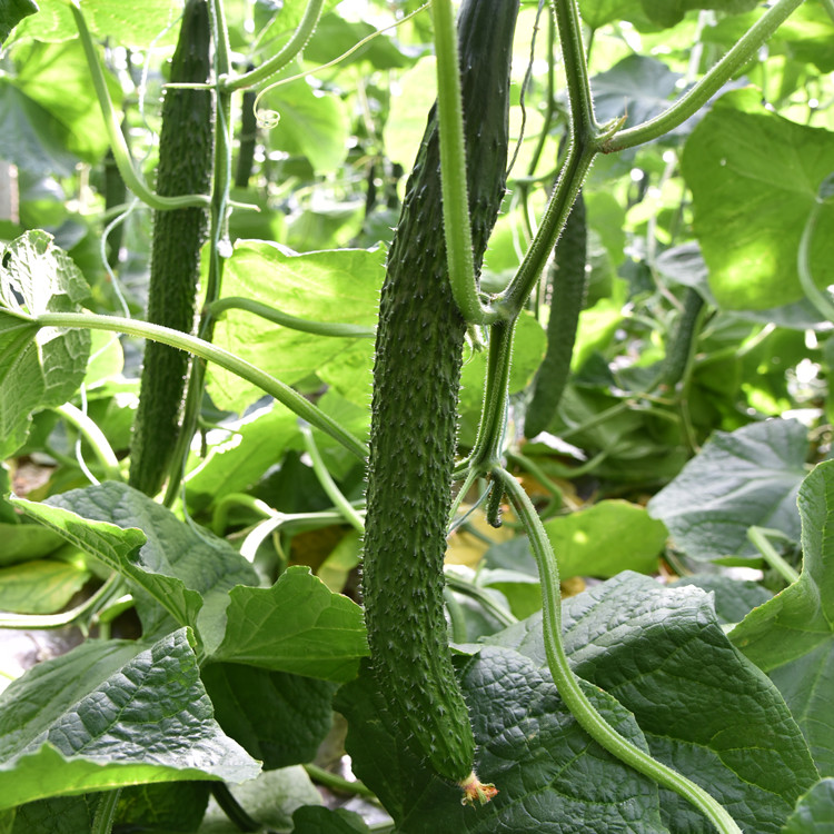 露天种植油亮黄瓜种苗量大价优  油亮黄瓜种苗量大价优