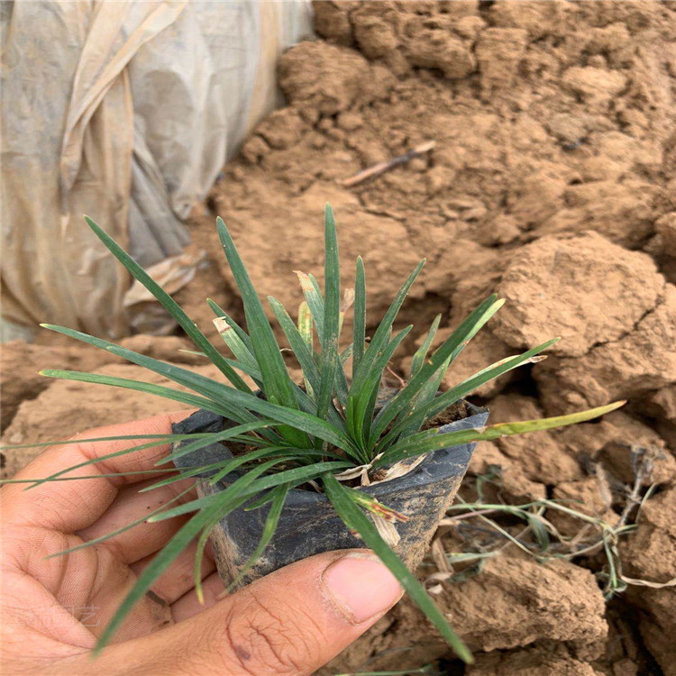 矮麦冬种植批发 青州矮麦冬价格 矮麦冬基地 江瑞观赏草供应商