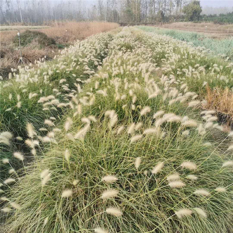 白狼尾草批发 青州白穗狼尾草价格 狼尾草现货供应 江瑞观赏草基地直供
