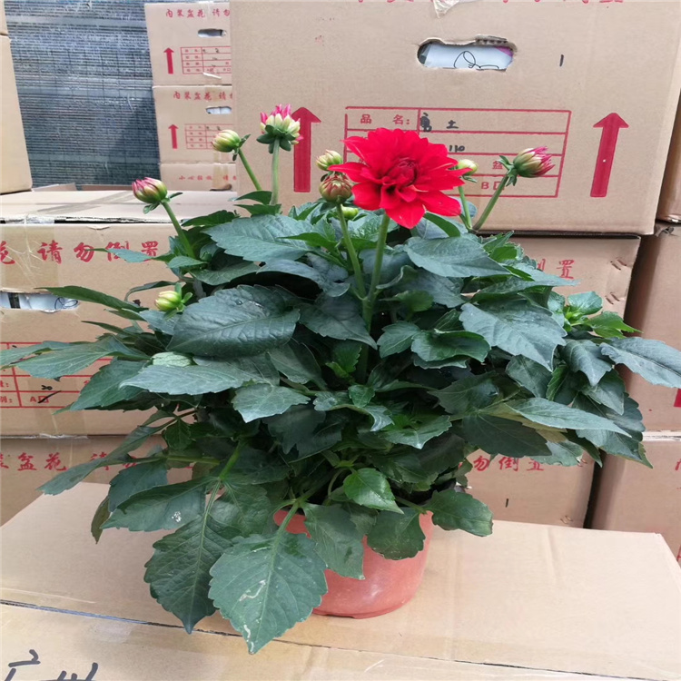 大丽花种植基地 山东青州大丽花价格 盆栽大丽花出售 江瑞花卉供应商