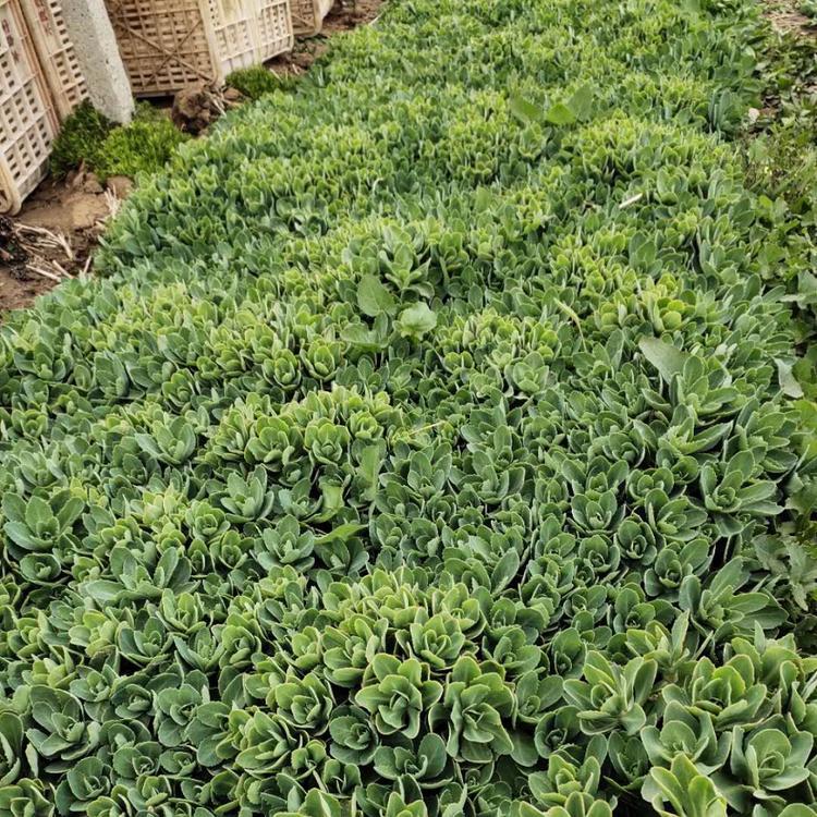 八宝景天供应  多年生肉质草本植物 地下茎肥厚 地上茎簇生 粗壮而直立