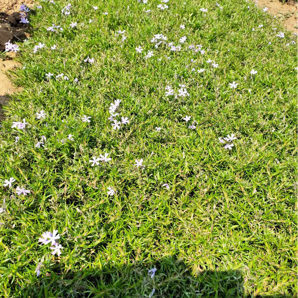 庭园美化  福禄考花海 养花简单，适合花海打造