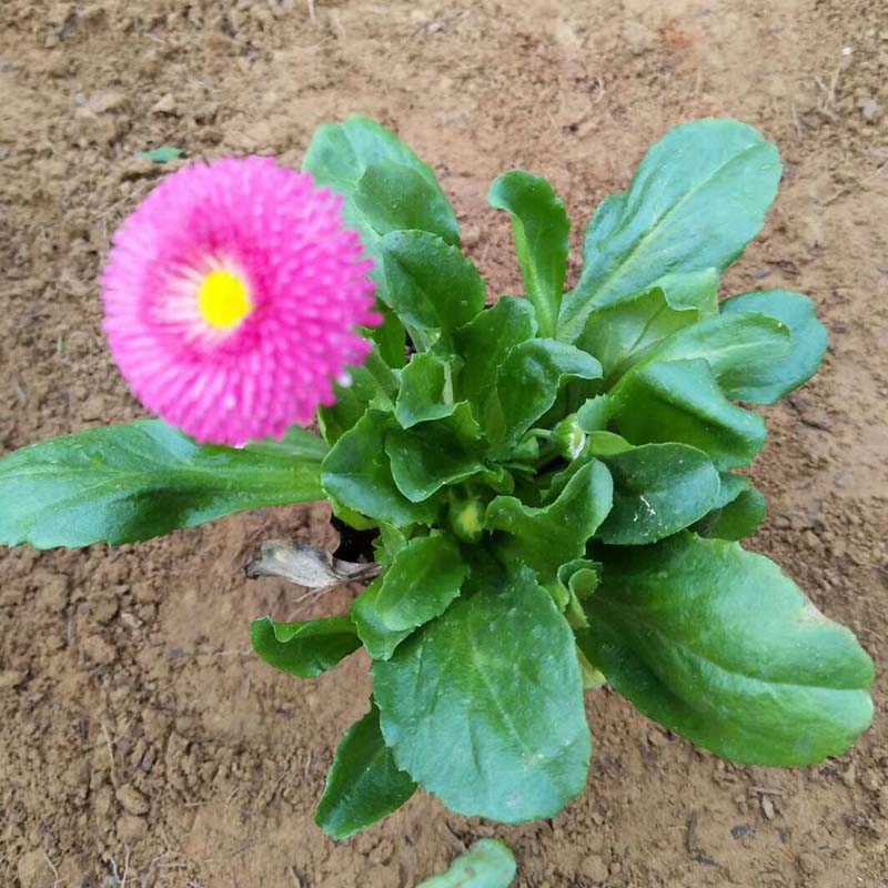 鑫朵  雏菊培育  多年生草本菊花苗