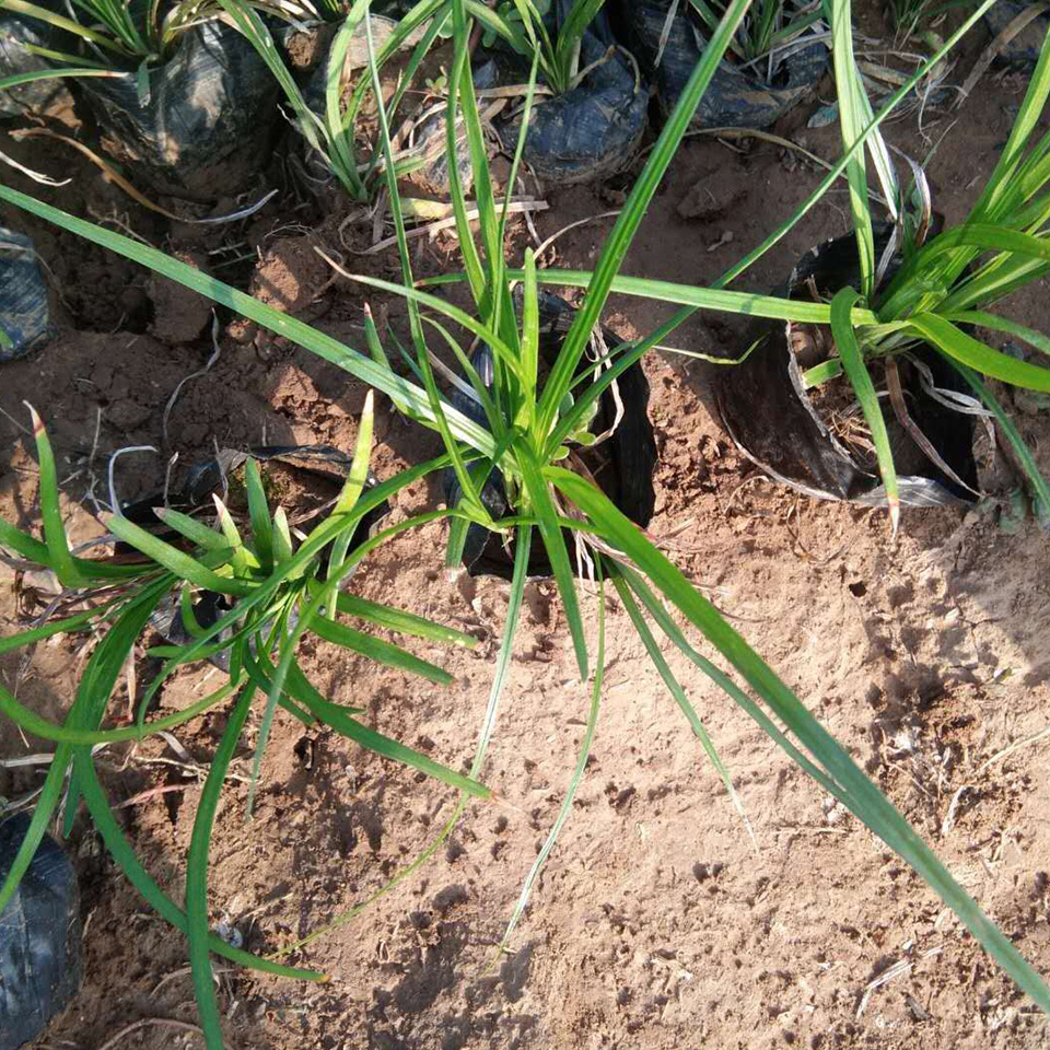 鸢尾湿地绿化用 批发水生鸢尾 价格优惠
