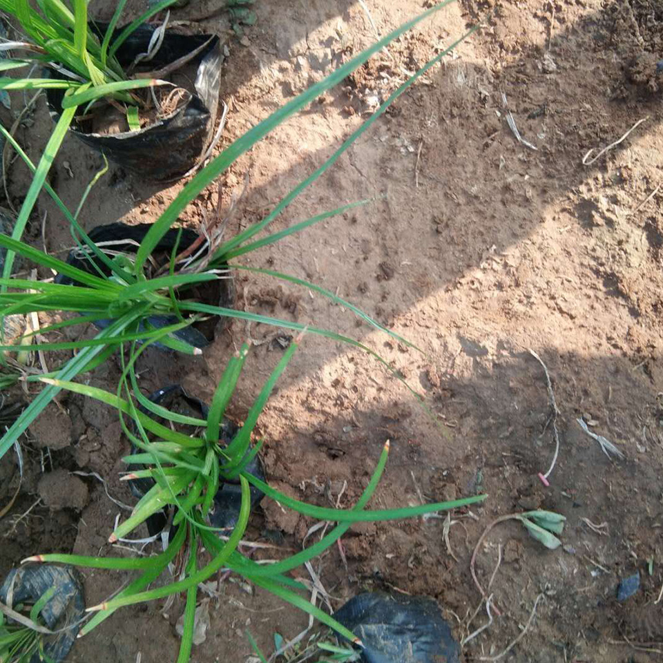 基地绿化用水生鸢尾 鸢尾种植基地 产地供应价格合理