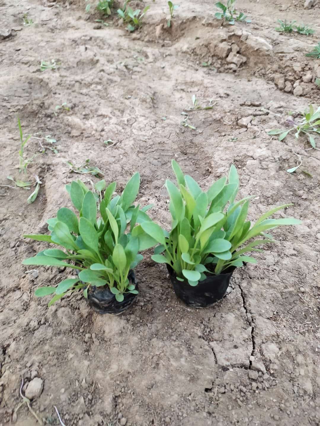 金鸡菊价格 产地直发金鸡菊  租摆观赏金鸡菊盆栽