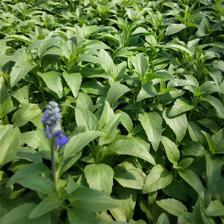草花鼠尾草 花境类景观草花红花鼠尾草盆栽及杯苗