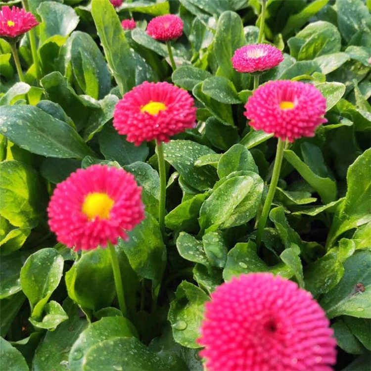 天卓出售小雏菊 花朵整齐 青州雏菊种植基地
