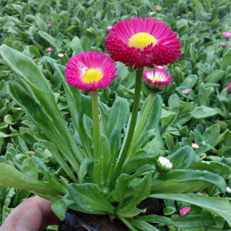 盆栽雏菊 室内办公桌观赏花卉 山东草花批发
