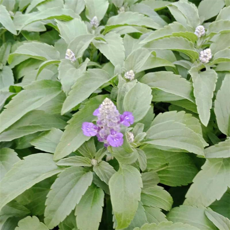 天卓花卉 草花供应商 鼠尾草营养钵价格