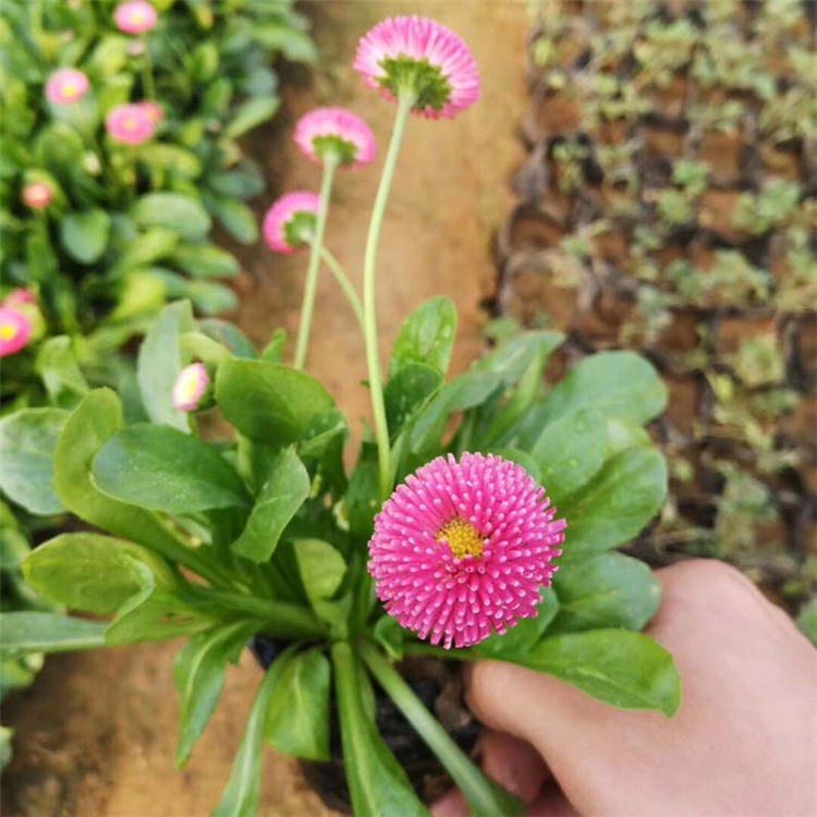青州小雏菊花价格 雏菊苗批发 天卓花卉基地