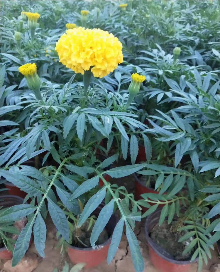 万寿菊出售 万寿菊基地出售 久顺
