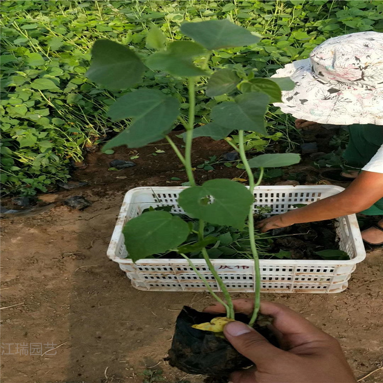 青州大花秋葵价格 大花秋葵批发 大花秋葵自销 江瑞花卉现货供应