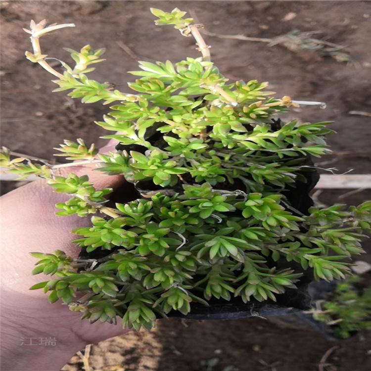 青州垂盆草基地 双色盆垂盆草价格 垂盆草现货供应 欢迎选购