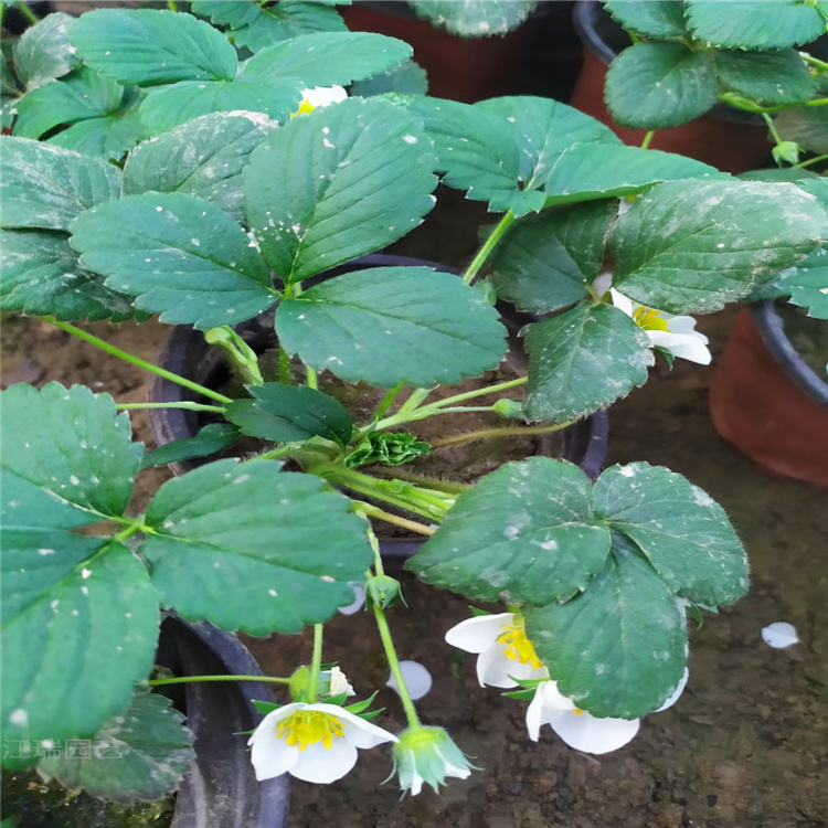 绿化草莓小苗 盆栽草莓苗基地 草莓苗现货供应 量大从优