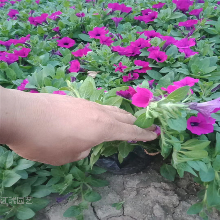 绿化工程花卉 道路绿化工程 绿化草花 江瑞园艺报价 欢迎致电咨询