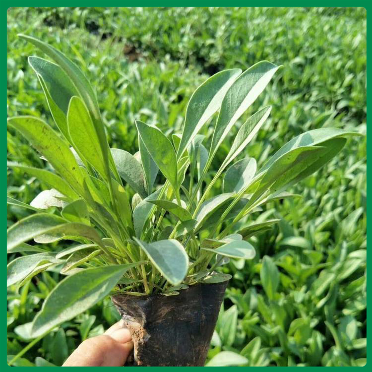 金鸡菊 山东诺森花卉金鸡菊供应 绿化植物