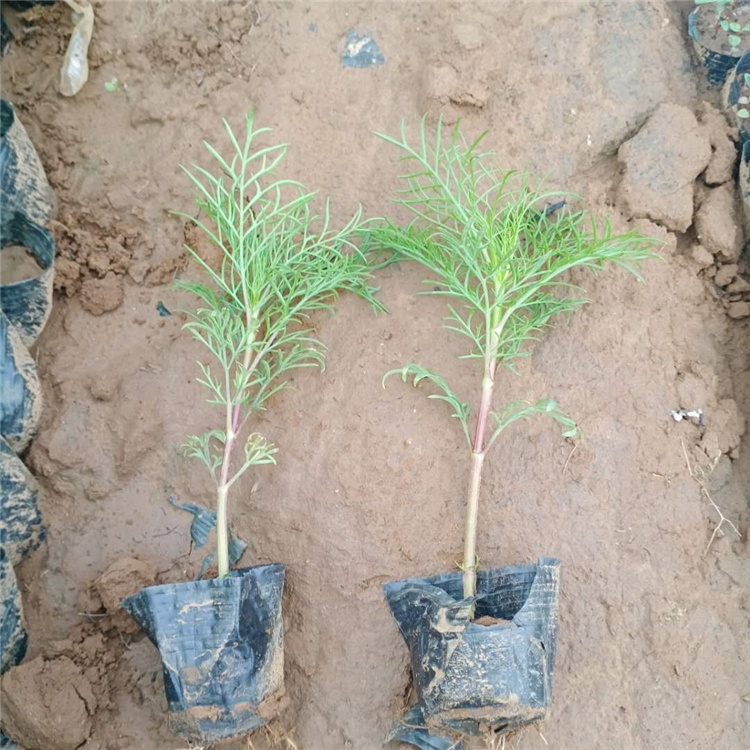 波斯菊供应商 宿根草花 基地种植 波斯菊小皮桶