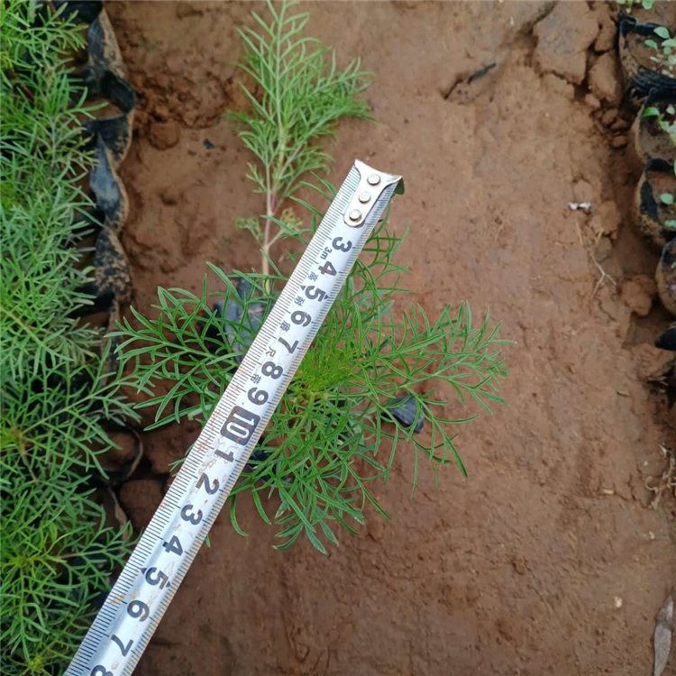 波斯菊供应商 草花基地 欢迎咨询 波斯菊