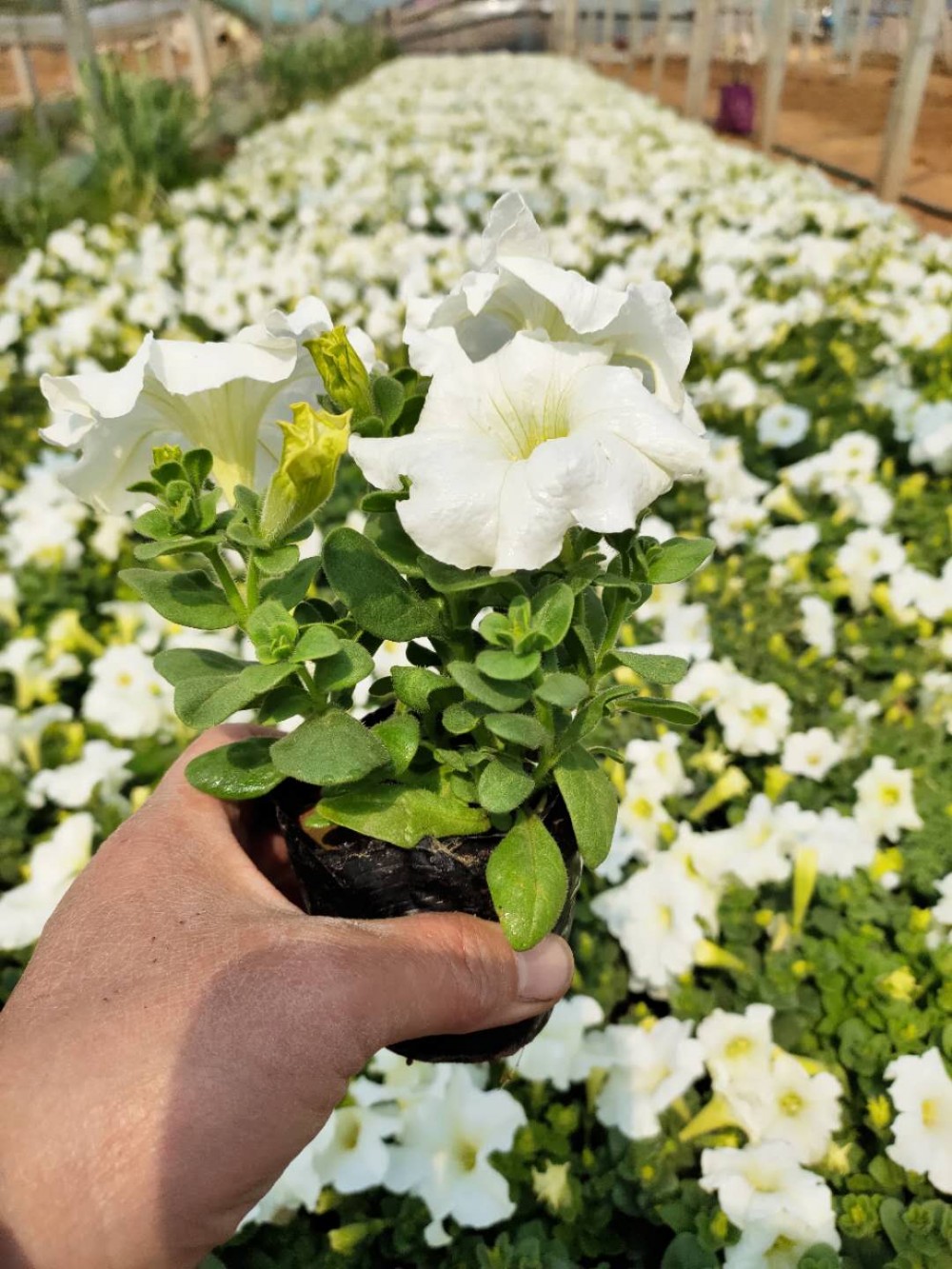 销售矮牵牛苗  矮牵牛盆花  室内观赏盆栽矮牵牛