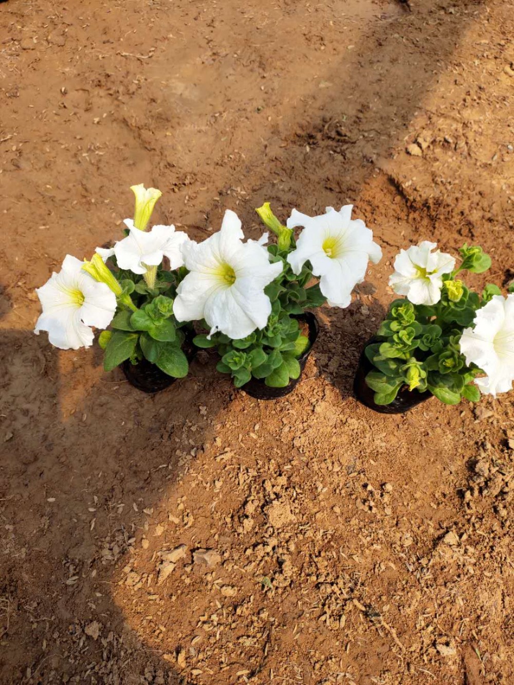 矮牵牛培育基地  矮牵牛盆花  生命力旺盛