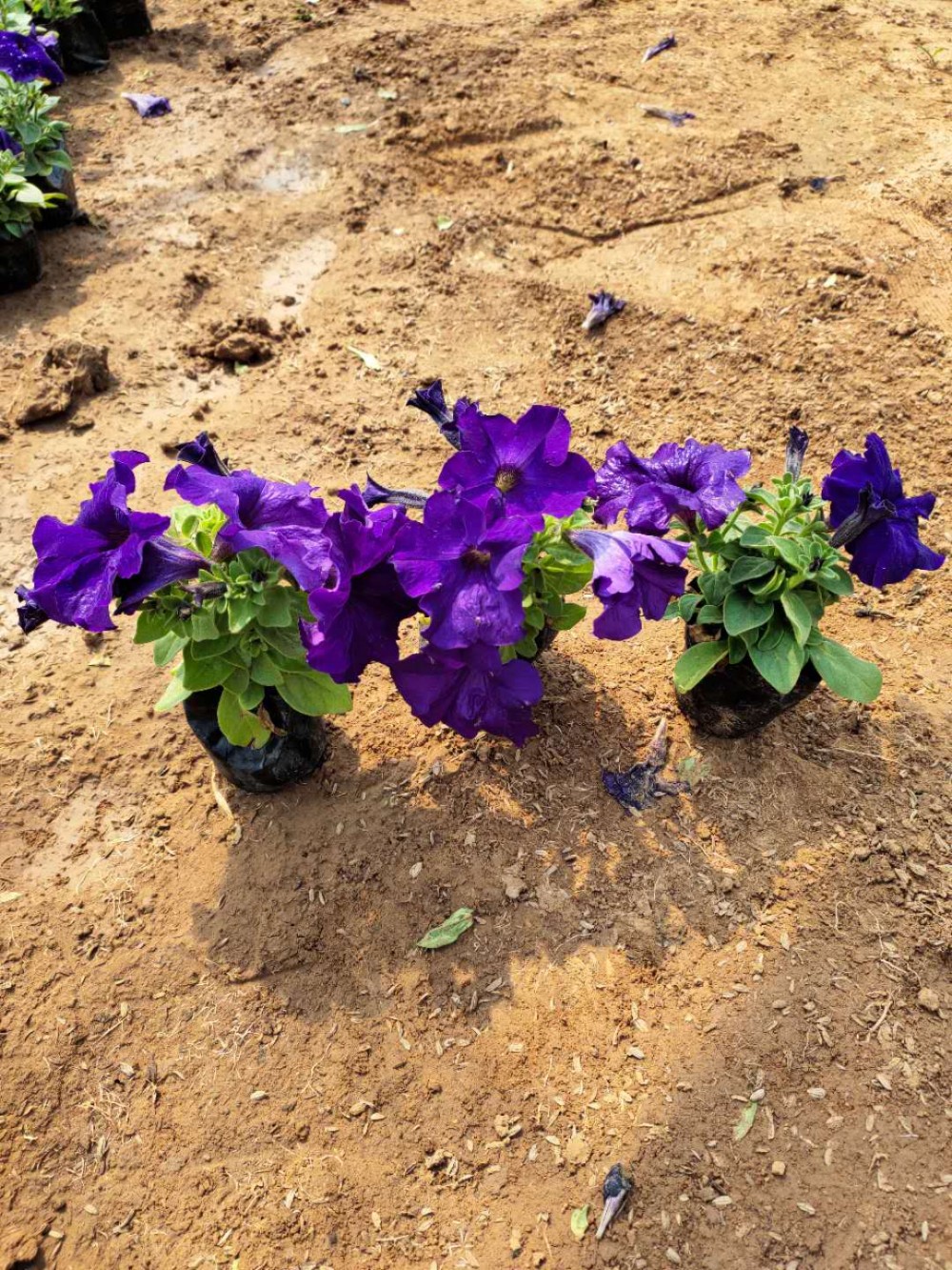 矮牵牛花  矮牵牛价格  阳台美化矮牵牛