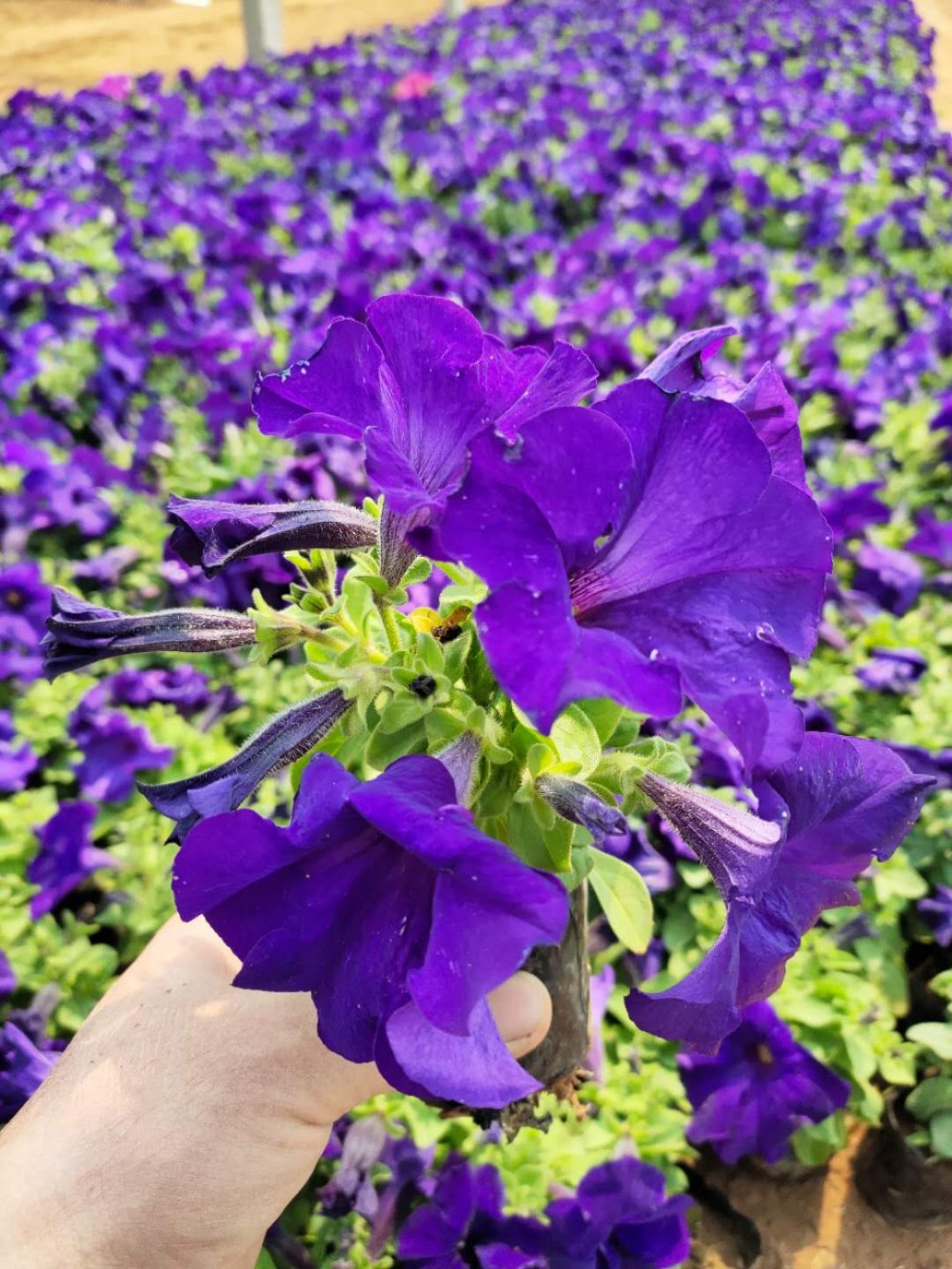 矮牵牛花  矮牵牛苗  颜色丰富艳丽