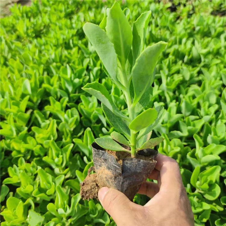 茂刚  八宝景天批发  耐寒抗旱