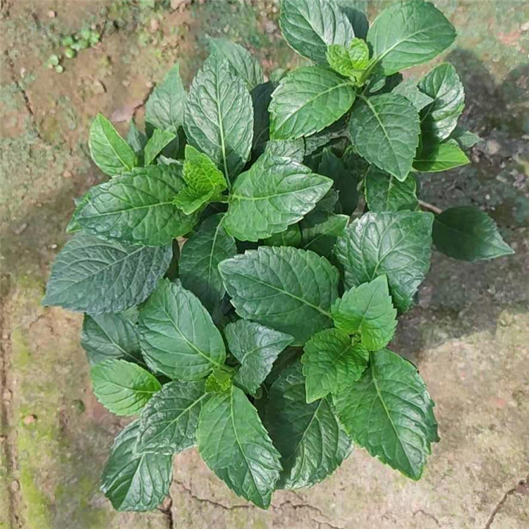 茂刚花卉大量供应绣球  绣球供应商  价格合理
