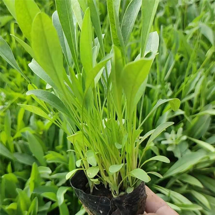绿化用金鸡菊  金鸡菊行情  可用于公园、庭院常见栽培