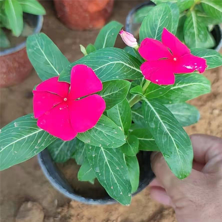 茂刚  长春花盆栽  多用作花境前景或中景栽植