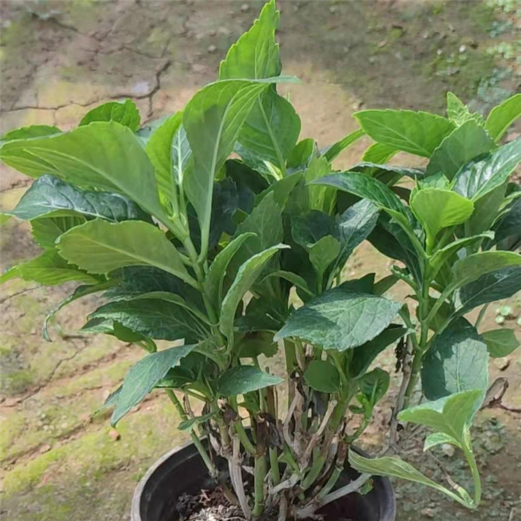 茂刚花卉大量供应绣球  绣球供应商  报价实在