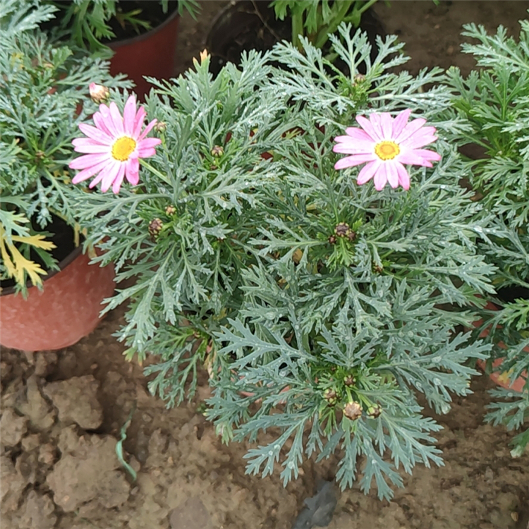 木春菊  玛格丽特批发  花期长，观赏性好