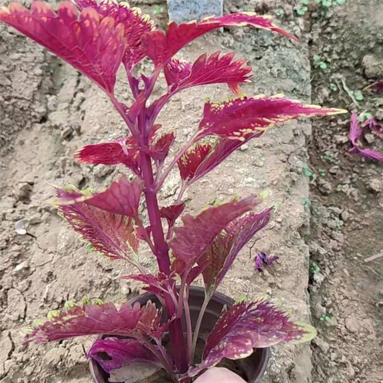 茂刚  彩叶草报价  色泽多样