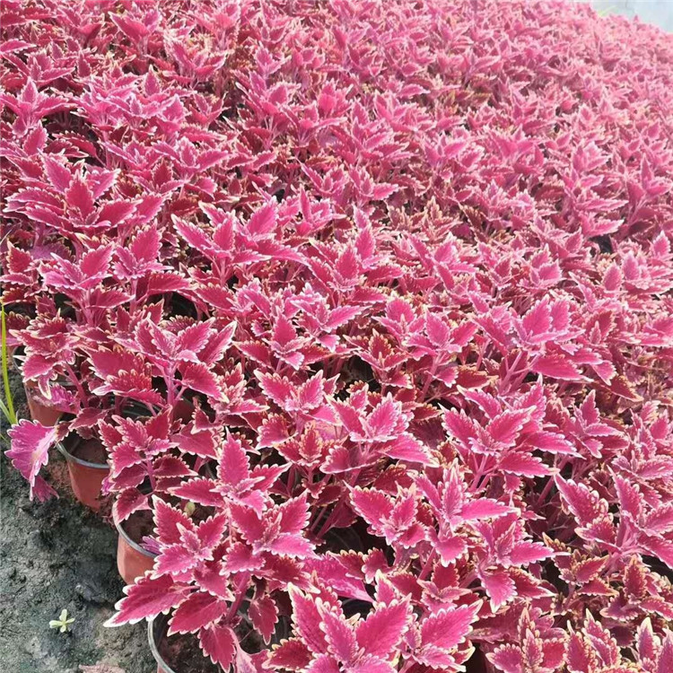 茂刚  彩叶草小苗  会场美化