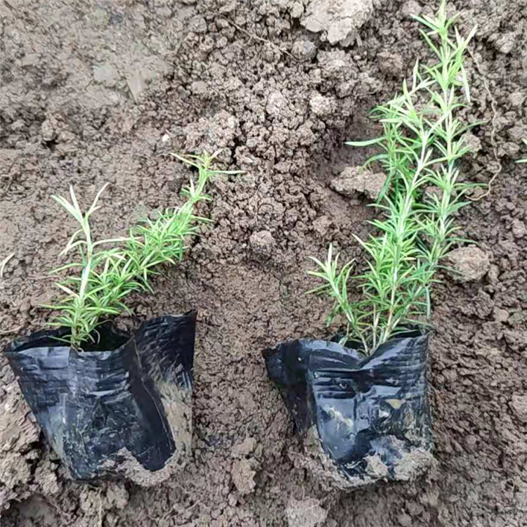 花海工程用福禄考  福禄考基地  庭园美化