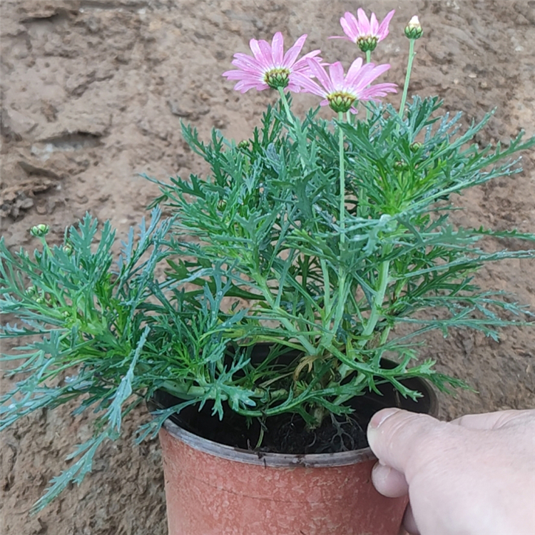 山东木春菊批发商  木春菊报价  庭院观赏