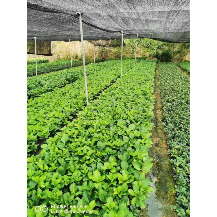 茂刚花卉大量供应绣球  绣球盆培育基地  价格合理