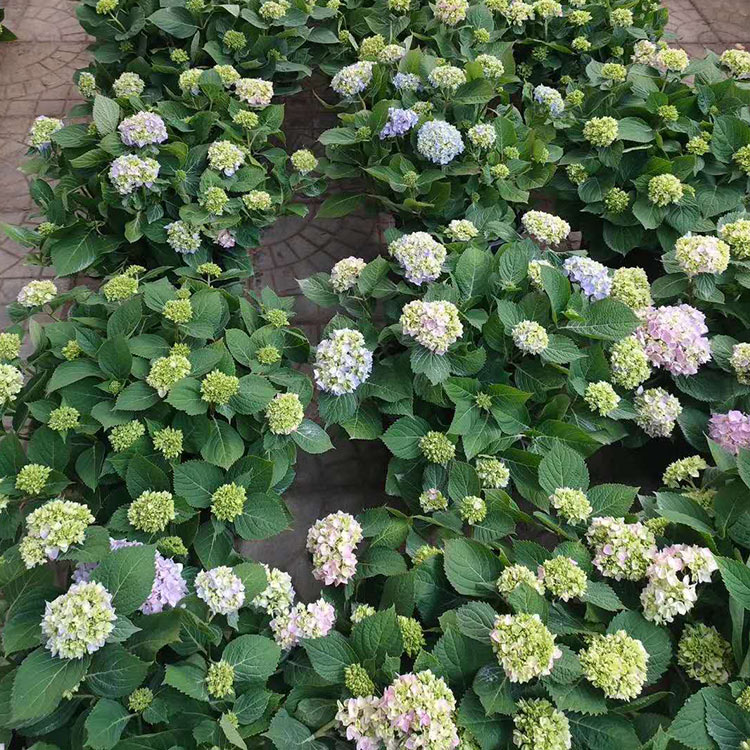 茂刚花卉大量供应绣球  绣球批发商  量大优惠