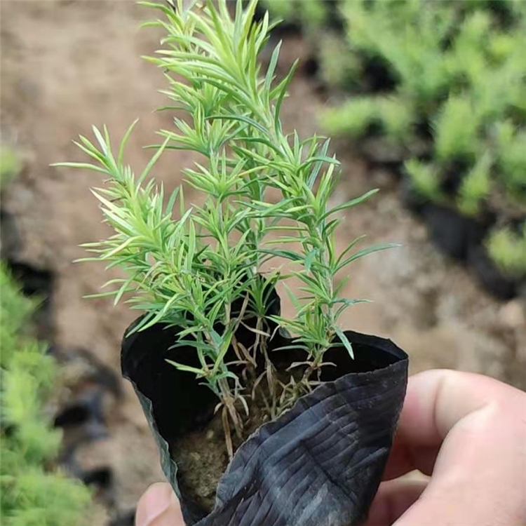 山东福禄考花苗  丛生福禄考价格  岩石园点缀栽植