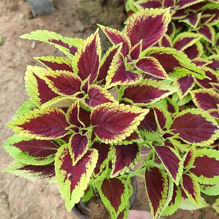 茂刚  彩叶草盆栽  会场美化