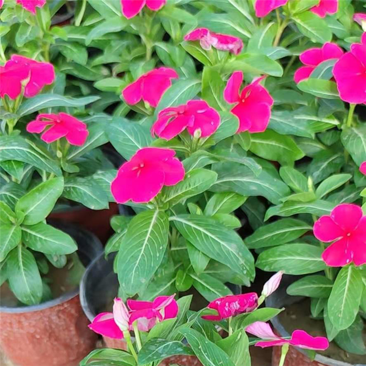 茂刚  长春花盆栽  庭园美化