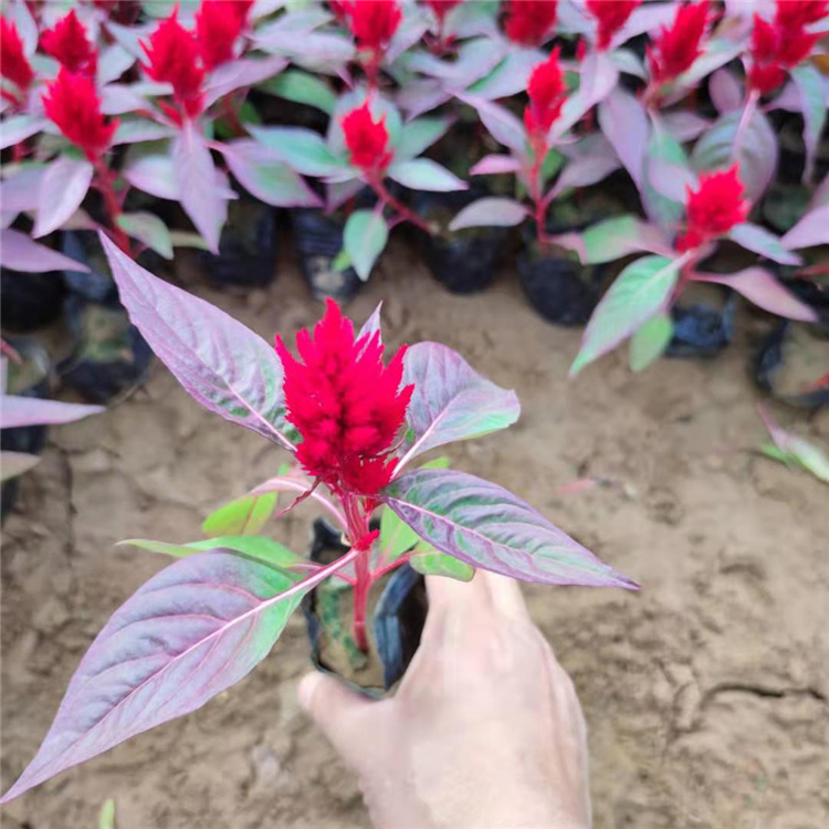 茂刚  一支笔报价  一年草本植物