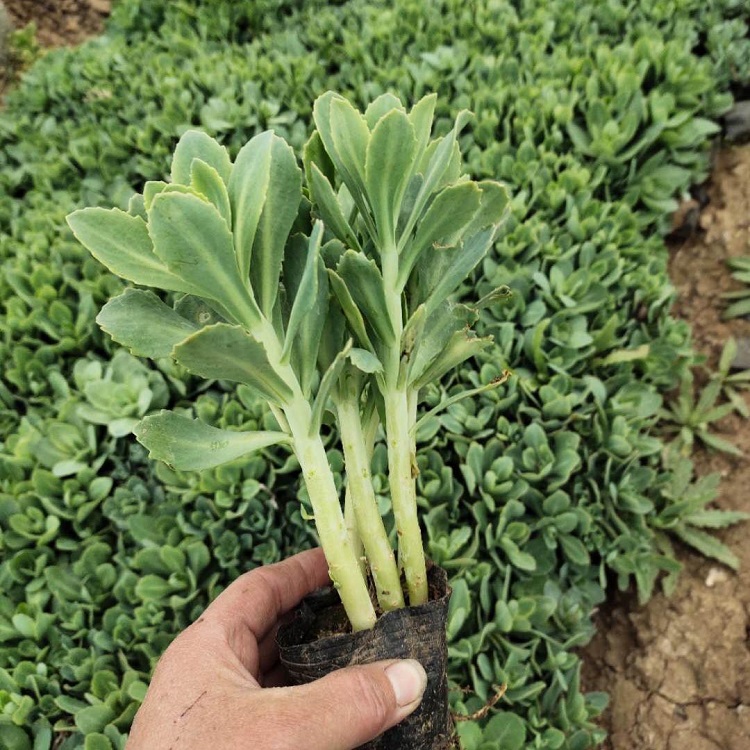 茂刚  八宝景天小苗   八宝景天价格  八宝景天培育基地  