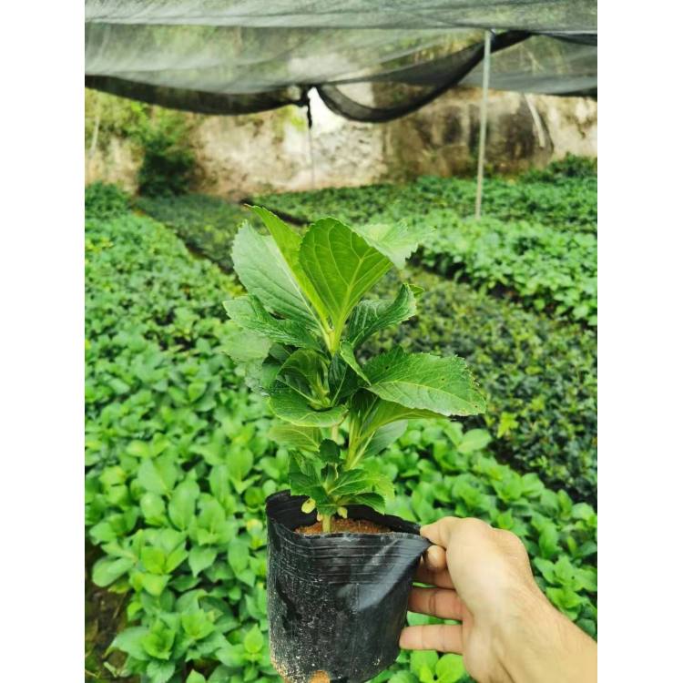 茂刚花卉大量供应绣球  绣球盆培育基地  报价实在